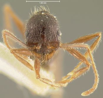 Media type: image; Entomology 30825   Aspect: head frontal view